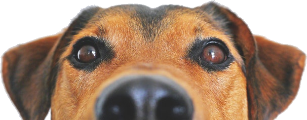 Webdrips company mascot dog